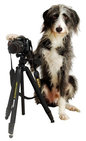 Hundefotografie Hundefotograf